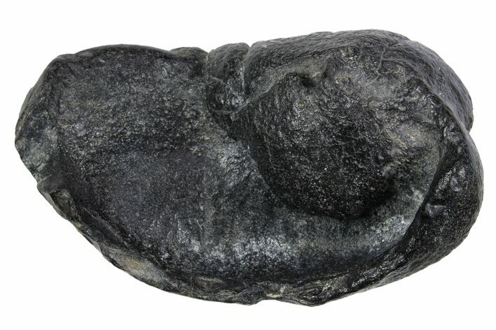 Large Fossil Whale Ear Bone - South Carolina #352635